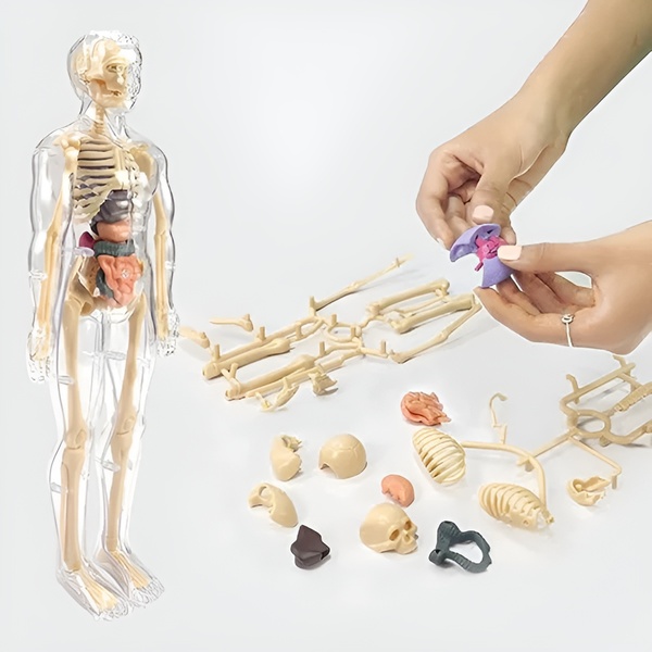 Modelo de aprendizaje de anatomía del cuerpo humano en 3D | FLESHTOPIA